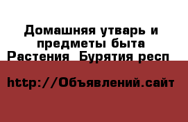 Домашняя утварь и предметы быта Растения. Бурятия респ.